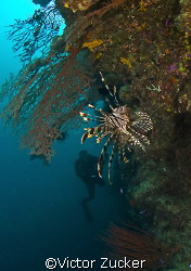 watching the lionfish by Victor Zucker 
